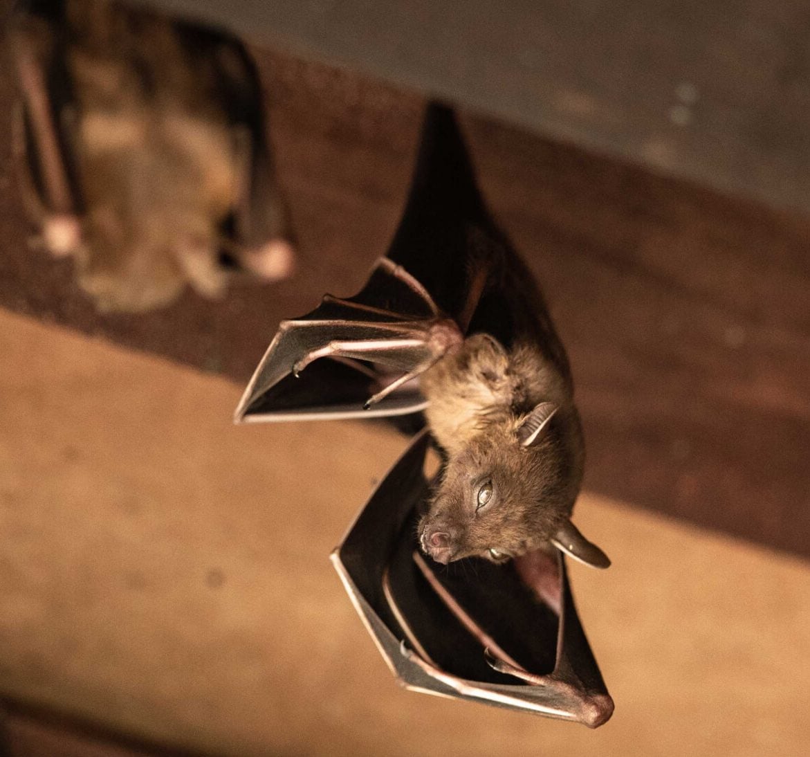 Wildlife-Bats in Tulsa